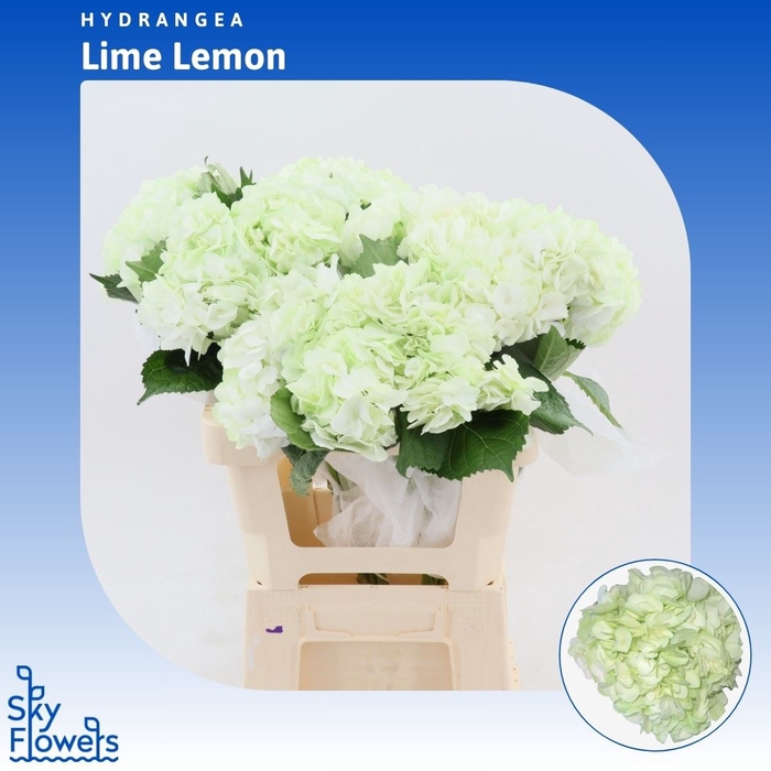 <h4>Hydrangea Lime Lemon</h4>