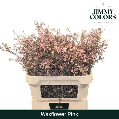 <h4>Waxflower premium L80 Pink</h4>