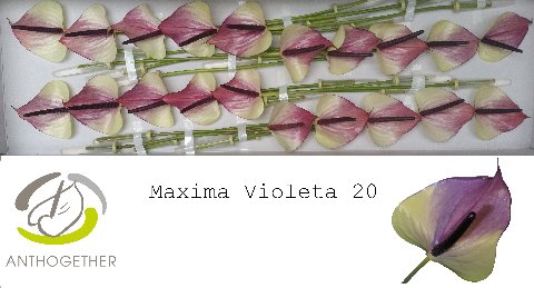 <h4>ANTH A MAX VIOLETA 20</h4>