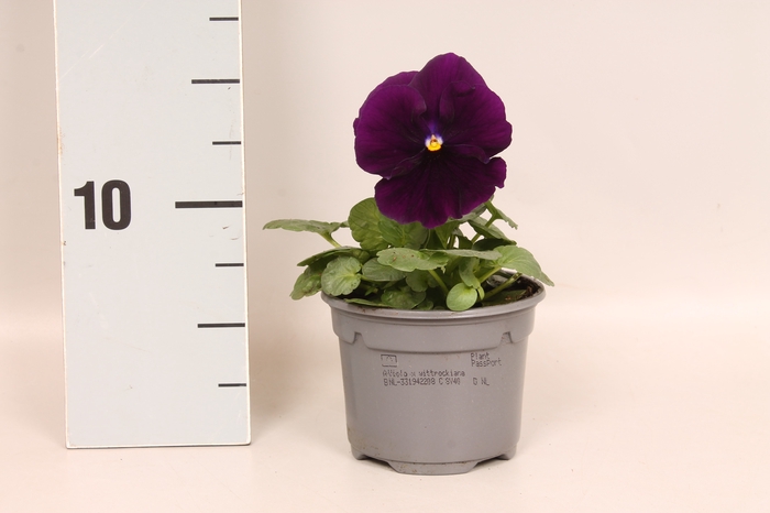 Viola wittrockiana F1 Purple/Violet