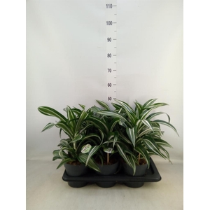 Dracaena frag. 'Jade Jewel'