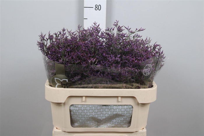 <h4>Lim Saf Dark Blue</h4>