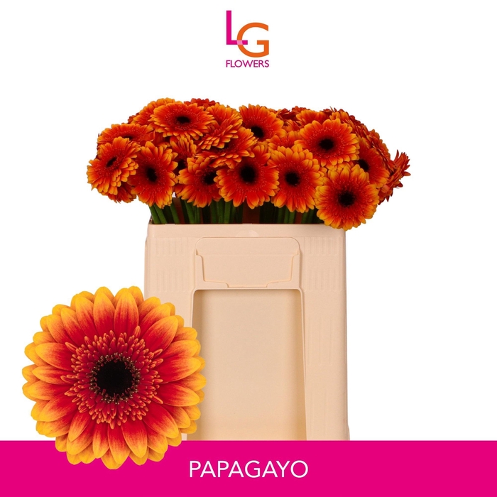 <h4>GE MI PAPAGAYO</h4>