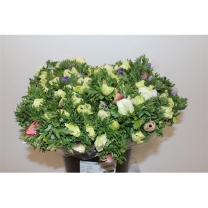 Anem Marianne Pastel Bicolor