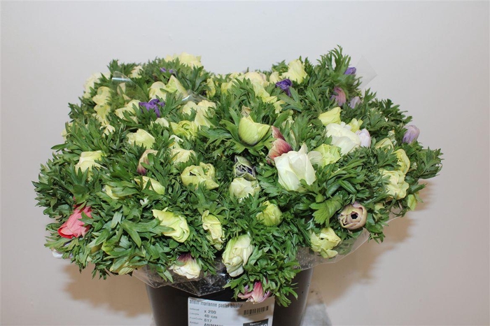 <h4>Anem Marianne Pastel Bicolor</h4>