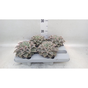 Echeveria   ...