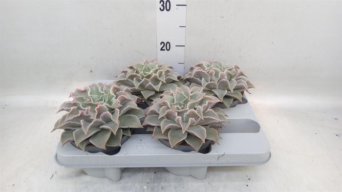 <h4>Echeveria   ...</h4>