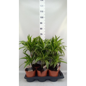 Dracaena fr de 'LemonLime'