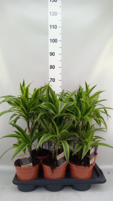 <h4>Dracaena fr de 'LemonLime'</h4>