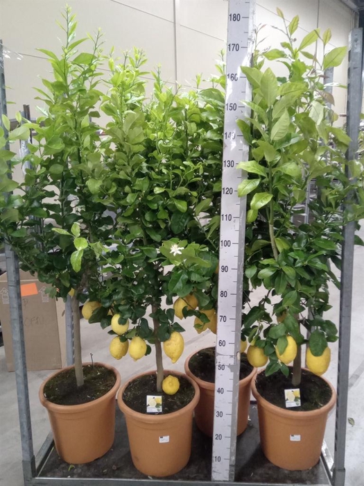 <h4>Citrus   ...</h4>