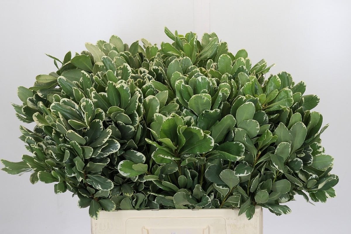 <h4>Pittosporum Ilan</h4>