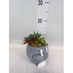 Arr.   Kamerplant Groen L%