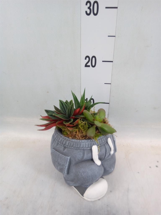 <h4>Arr. Kamerplant Groen L%</h4>