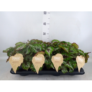 Begonia BD 'MagicColours Bostella'