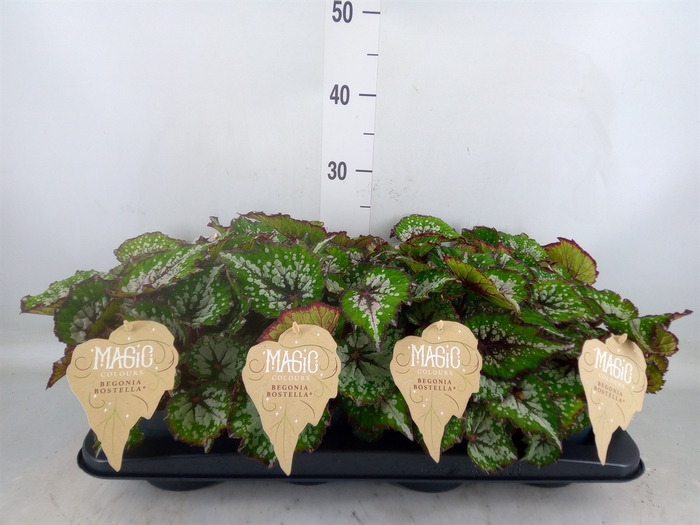 <h4>Begonia BD 'MagicColours Bostella'</h4>