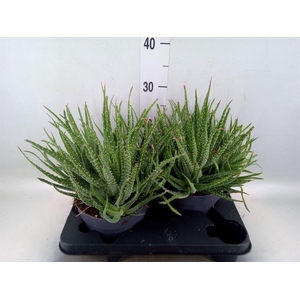 Aloe humilis