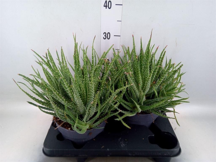 <h4>Aloe humilis</h4>