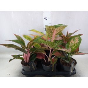 Aglaonema   ...
