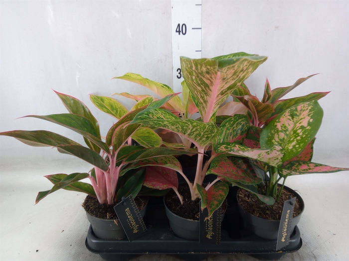 <h4>Aglaonema   ...</h4>