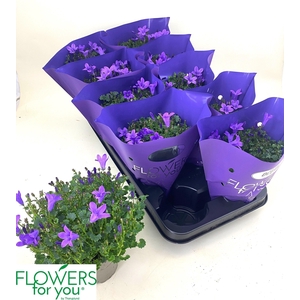 Campanula Blue Ocean Metal X 10