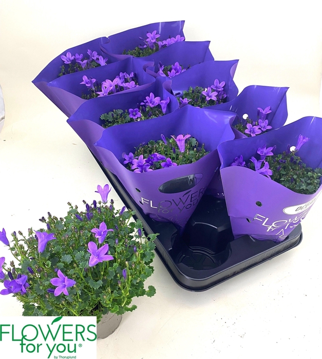 <h4>Campanula Blue Ocean Metal X 10</h4>