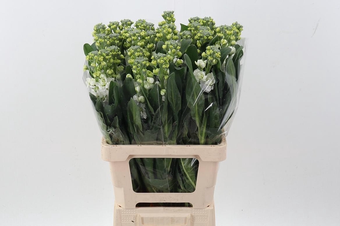 <h4>Matth Phantom White</h4>