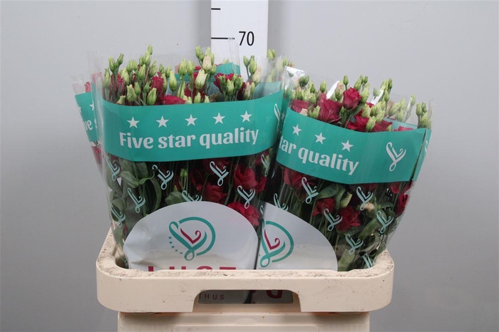 <h4>Eus G Arosa Red</h4>