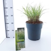 Miscanthus Adagio