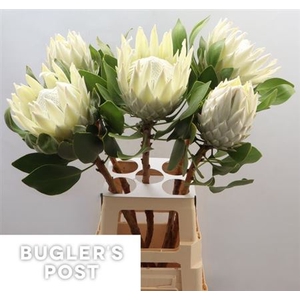 Protea Cy Ayoba Arctic Ice
