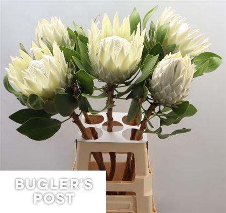 <h4>Protea Cy Ayoba Arctic Ice</h4>