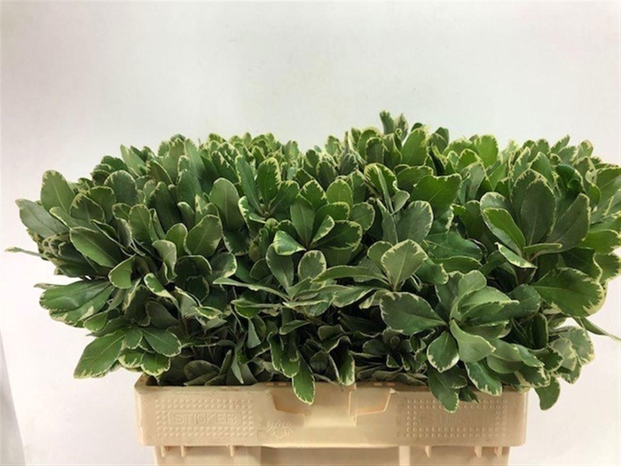 <h4>Pittosp Ilan (IL),(50)</h4>