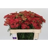 Achillea Millefolium Paprika