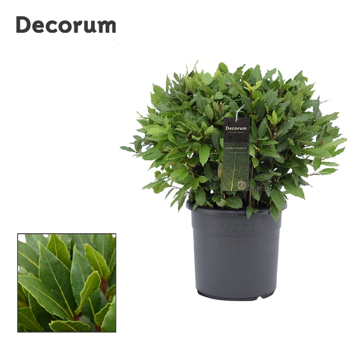 Laurus nobilis Bol zonder stam