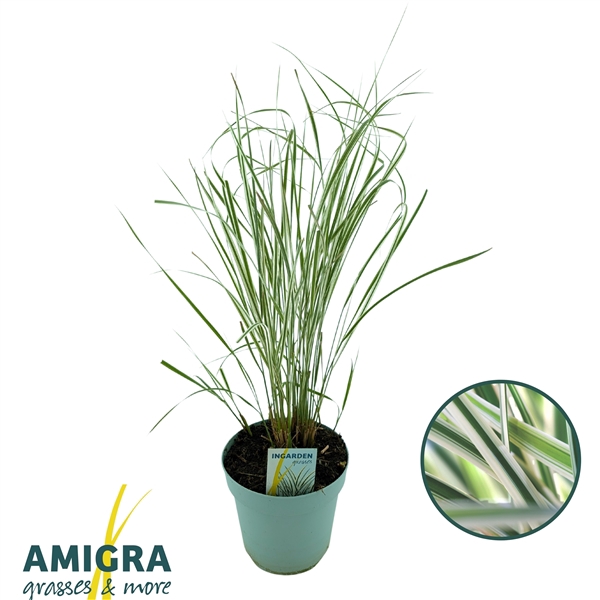 <h4>Calamagrostis accutiflora 'Overdam'</h4>