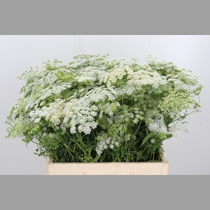 Ammi Majus Graceland