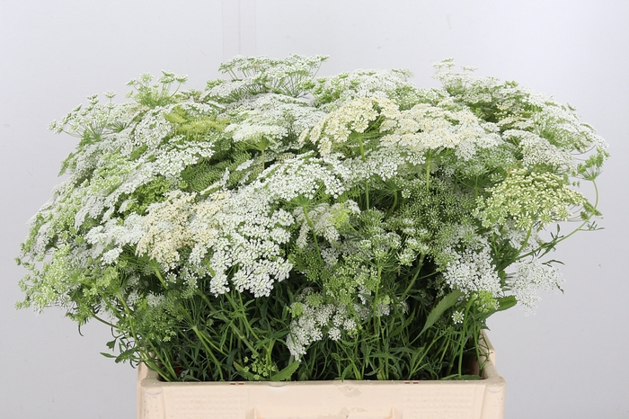 <h4>Ammi Majus Graceland</h4>