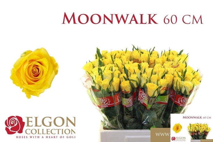 <h4>R GR MOONWALK</h4>