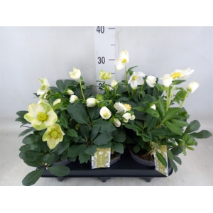 Helleborus niger 'Advent Star'