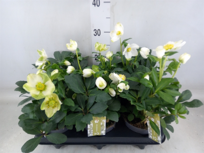 <h4>Helleborus niger 'Advent Star'</h4>
