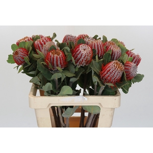 Banksia Coccinea