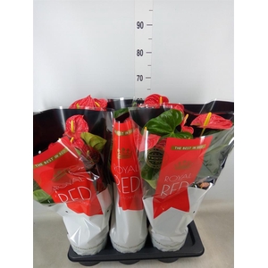 Anthurium andr. 'Madural'