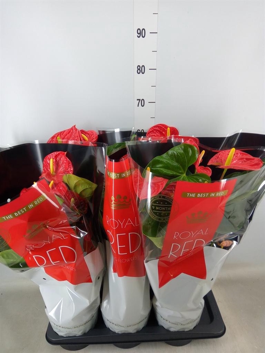 <h4>Anthurium andr. 'Madural'</h4>