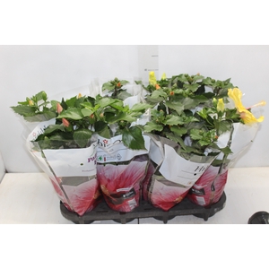 HIBISQS P15