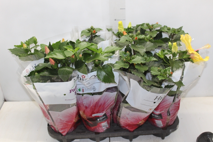 <h4>HIBISQS P15</h4>