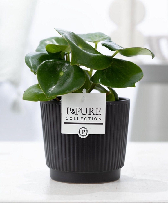 <h4>Peperomia Raindrop in P&PURE Liv ceramics matt black</h4>