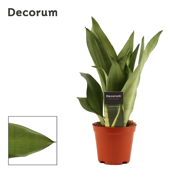 <h4>Sansevieria Moonshine 12 cm (Decorum)</h4>