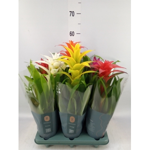 Guzmania   ...mix