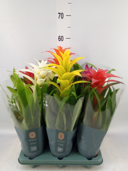 <h4>Guzmania   ...mix</h4>