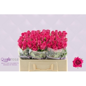 R Gr Madam Cerise