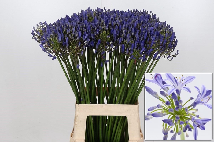 <h4>AGAP EYFORI BLUE</h4>